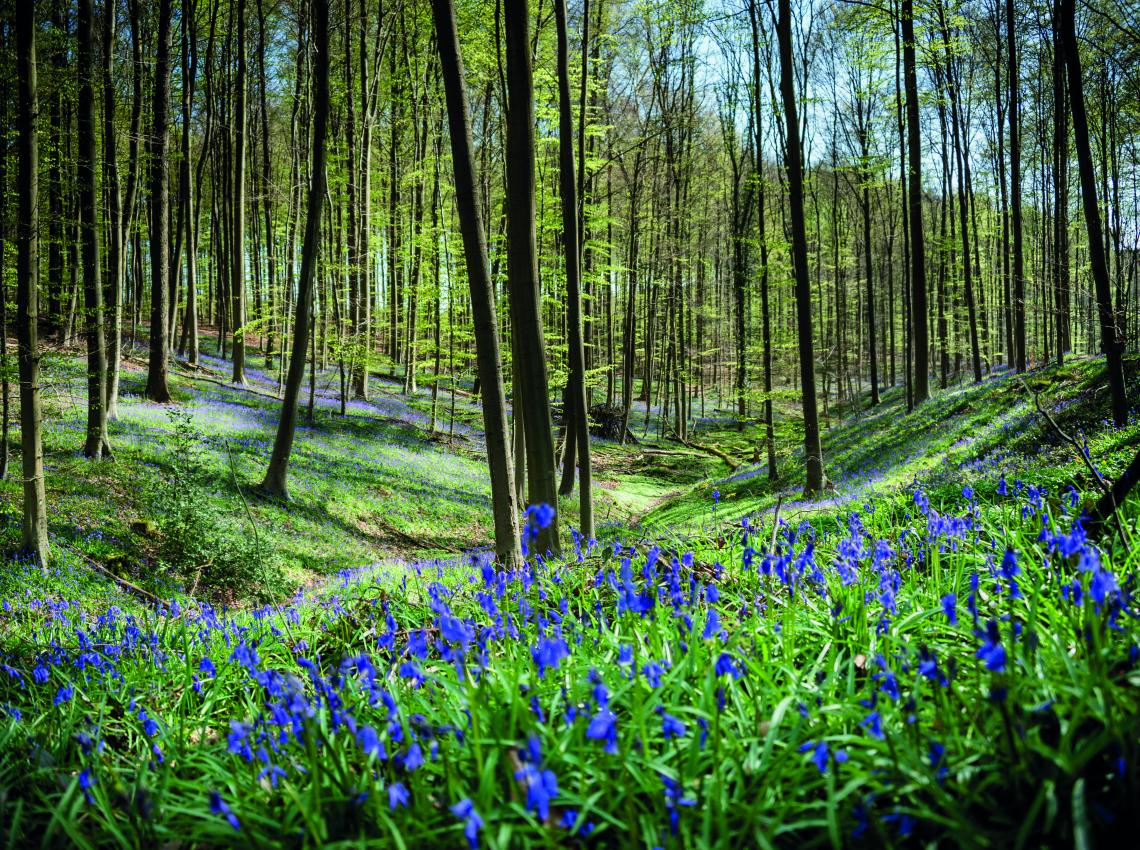 Hallerbos Boshyacinten